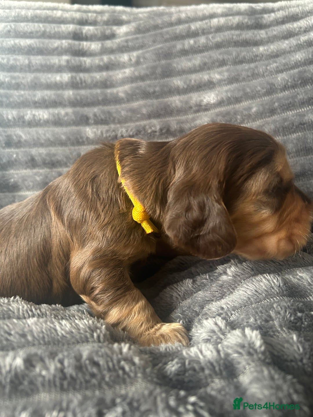 Cocker Spaniel dogs for sale: 🐾Cocker Spaniel Puppies-Ready in 5 Weeks🐾 - Image 7