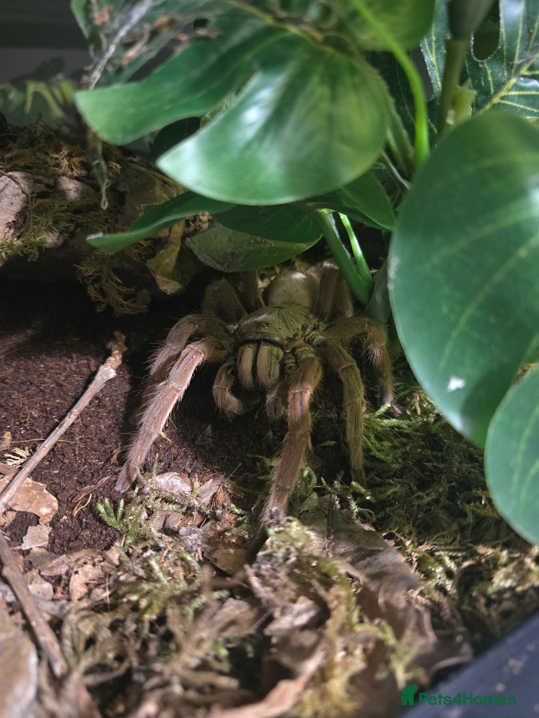 Spiders invertebrates for sale: Tarantulas For Sale  - Advert 3