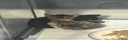 Mixed Breed cats for sale: 2 kittens - 1 boy, 1 girl in Swadlincote - Advert 6