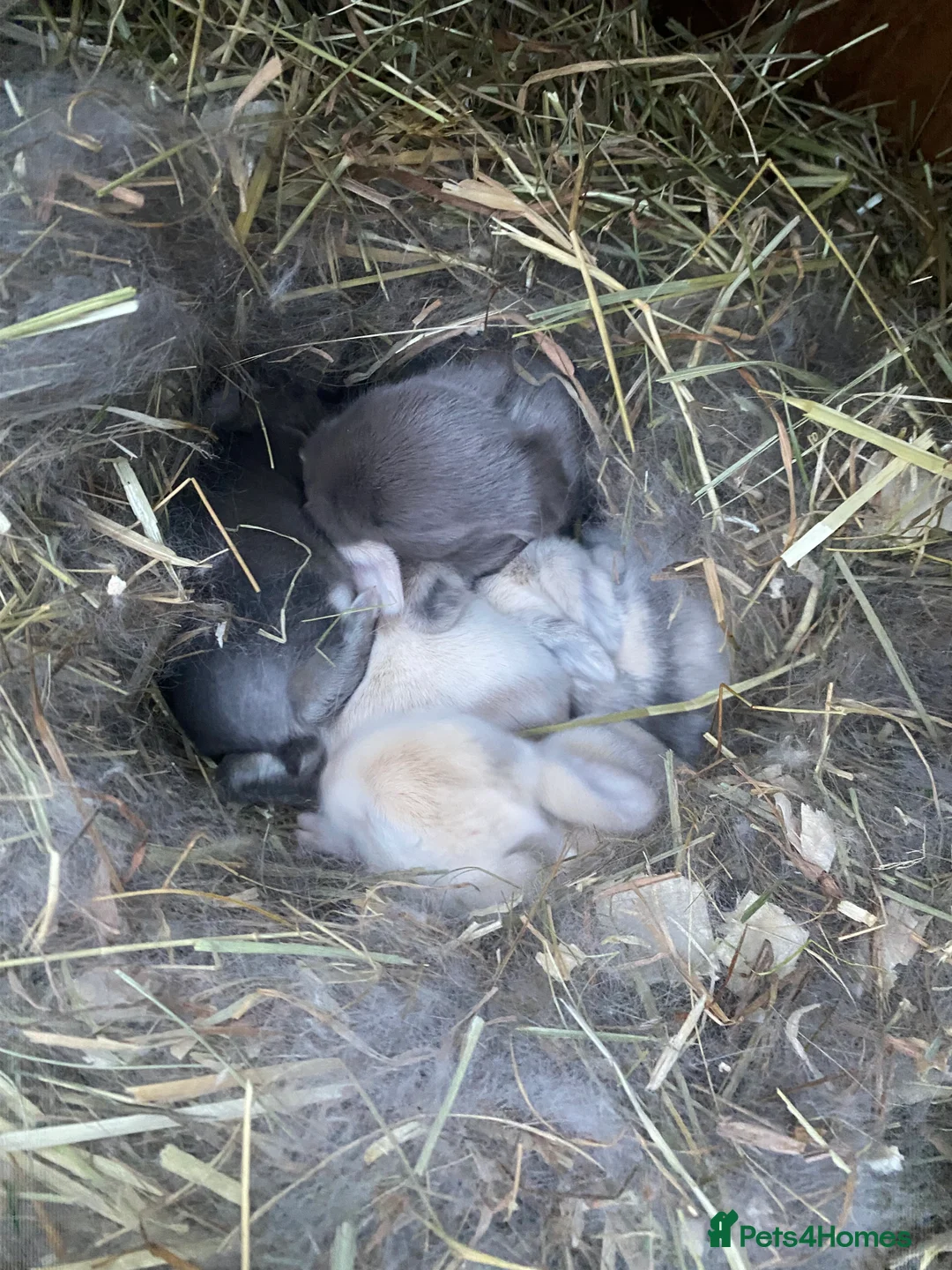 Mini Lop rabbits for sale: Mini lops  ( Est since 2014 ) - Advert 1
