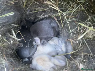 Mini Lop rabbits Mini lops ( Est since 2014 ) - Advert 6