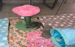 British Shorthair cats for sale: British Shorthair Kittens - Image 10