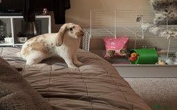 Mixed Breed rabbits for sale: rabbit - Image 1