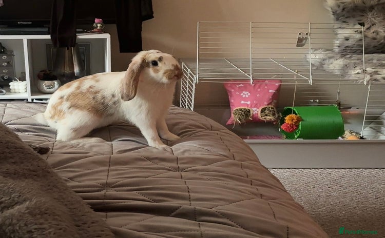 Mixed Breed rabbits - Advert 4