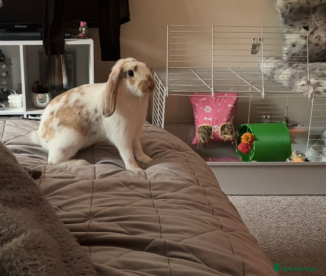 Mixed Breed rabbits for sale: rabbit - Image 1