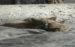 British Shorthair cats for sale: Beautiful female BSH  - Image 7