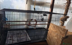 Parakeets birds for sale: Breeding Pair of Parrotlets  - Image 2