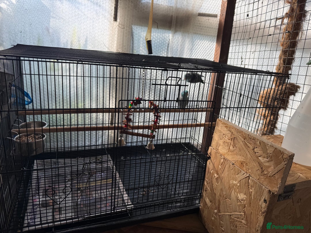 Parakeets birds for sale: Breeding Pair of Parrotlets  - Image 2