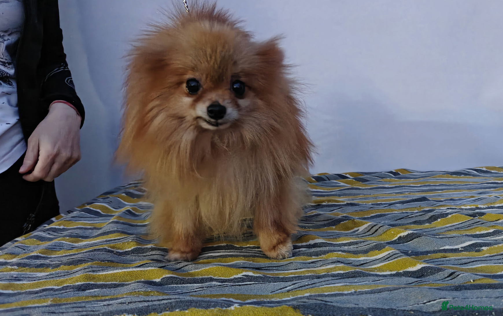 Pomeranian dogs 🐾 JASPER – Male Miniature Pomeranian 🐾 - Advert 11