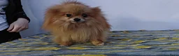 Pomeranian dogs for adoption: 🐾 JASPER – Male Miniature Pomeranian 🐾 in West Malling - Advert 1