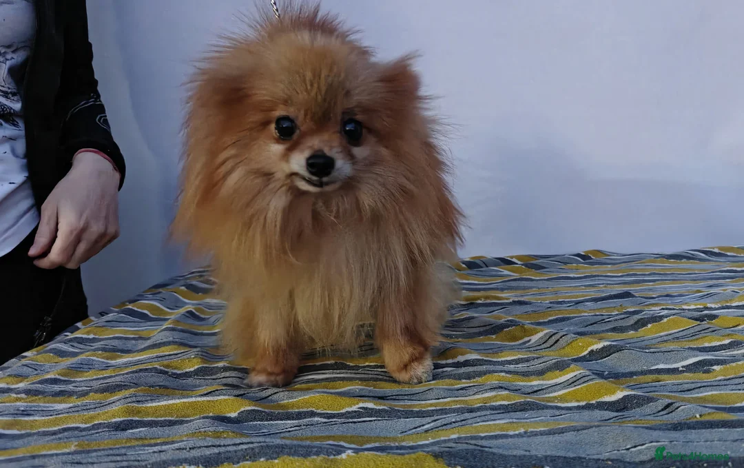 Pomeranian dogs for adoption: 🐾 JASPER – Male Miniature Pomeranian 🐾 in West Malling - Advert 1