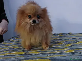 Pomeranian dogs 🐾 JASPER – Male Miniature Pomeranian 🐾 - Advert 11