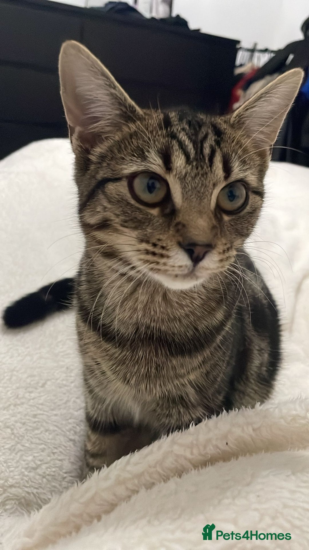 Maine Coon cats for sale: Maine coon mix  - Advert 17