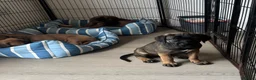 Cane Corso dogs for sale: Ready now 4 beautiful caneCorso pups - Advert 4