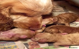 Cockapoo dogs for sale: Beautiful Green eyed, f1 cockerpoos - Image 9