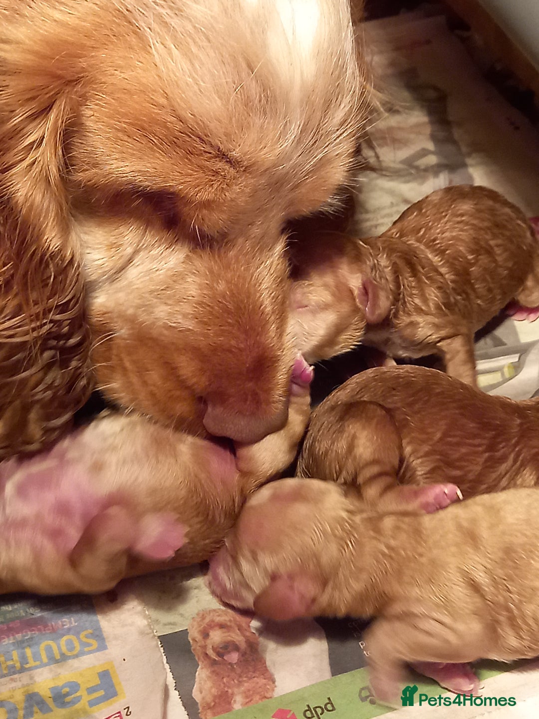 Cockapoo dogs for sale: Beautiful Green eyed, f1 cockerpoos - Image 9