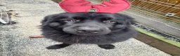 Newfoundland dogs for sale: Gorgeous Newfoundland boy - Advert 15