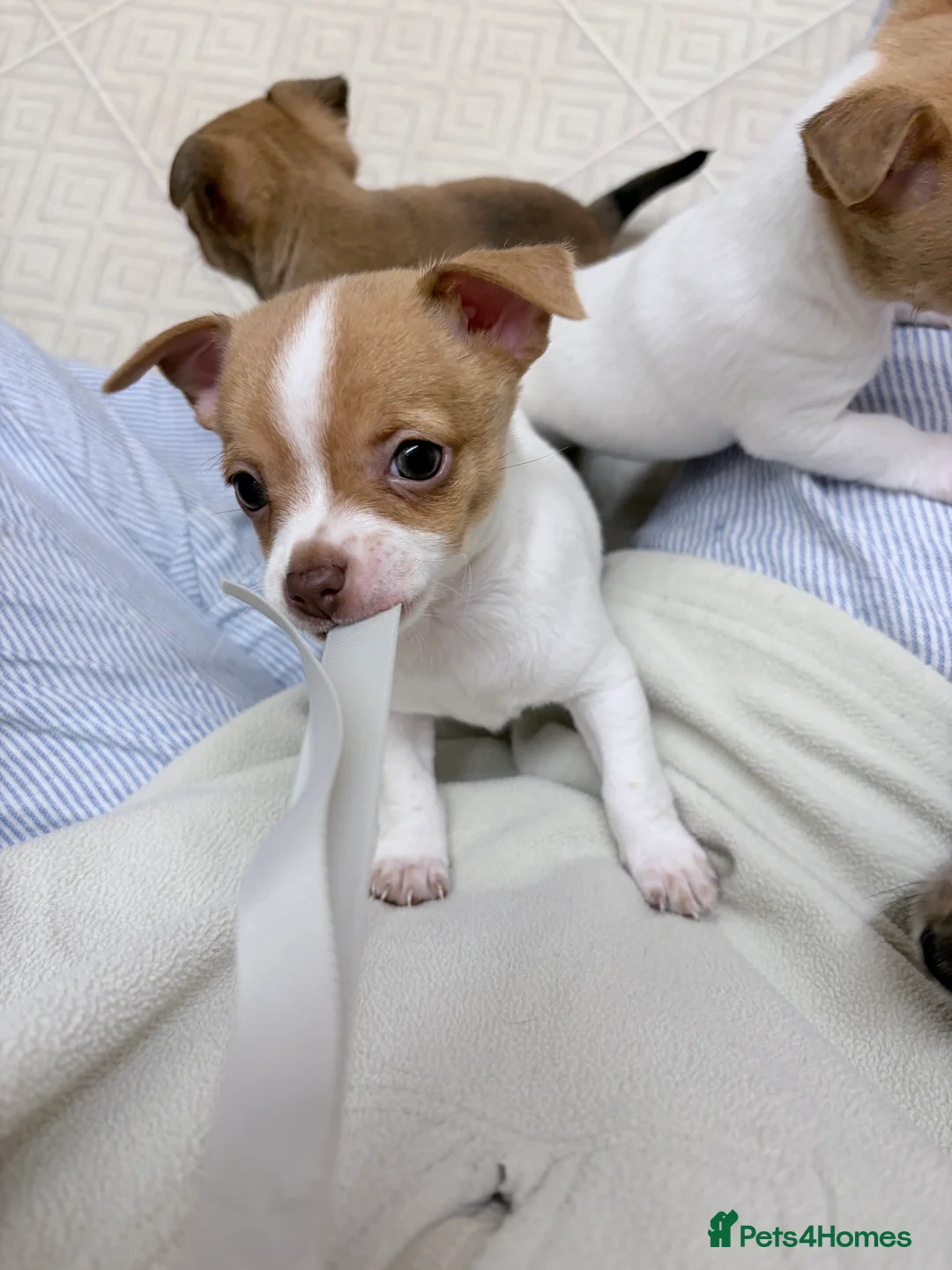 Mixed Breed dogs for sale: Chi-Jack-Weenie puppies - Advert 12