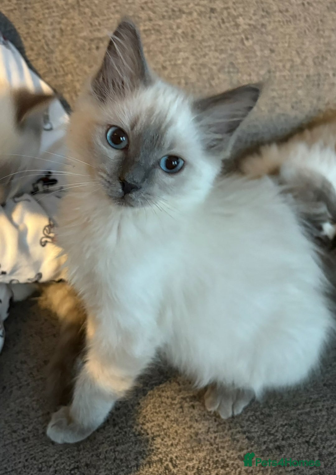 Ragdoll cats for sale: Beautiful GCCF Ragdoll Kittens  - Advert 21