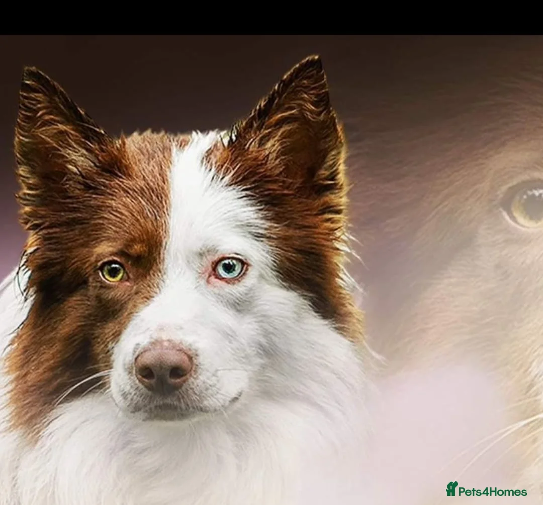 Border Collie dogs for sale: Beautiful border collie puppies - Advert 6