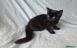 Mixed Breed cats for sale: Lonely Black kitten  - Image 1