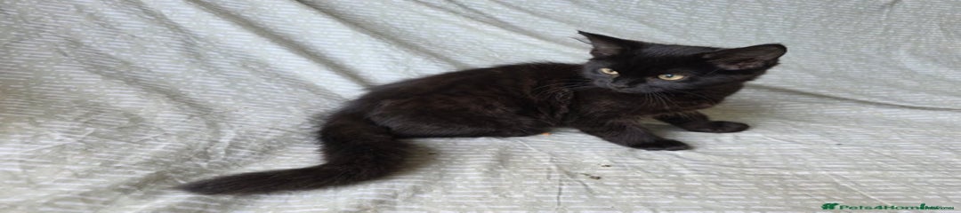 Mixed Breed Kitten 1