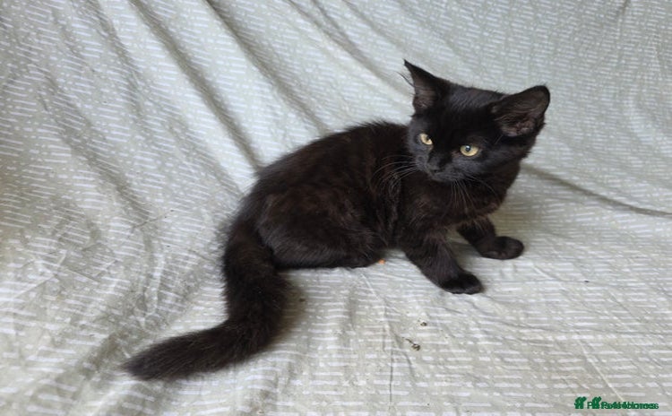 Mixed Breed cats - Advert 1