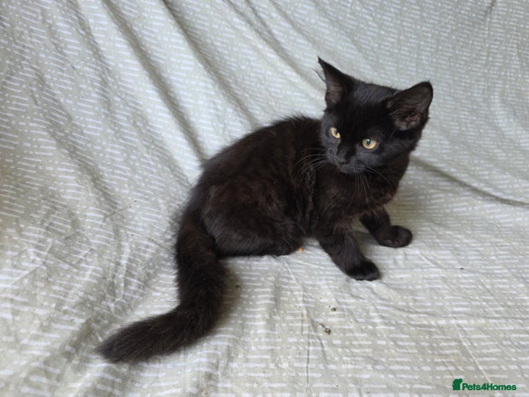 Mixed Breed cats for sale: Lonely Black kitten  - Image 1