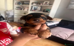 Yorkshire Terrier dogs for sale: 6 Yorkshire terriers for sale  - Image 3