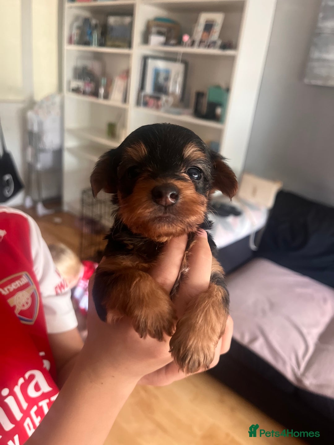 Yorkshire Terrier dogs for sale: 6 Yorkshire terriers for sale  - Image 3