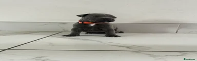 Staffordshire Bull Terrier 5