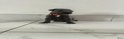 Staffordshire Bull Terrier dogs for sale: Staff puppies  - Advert 19