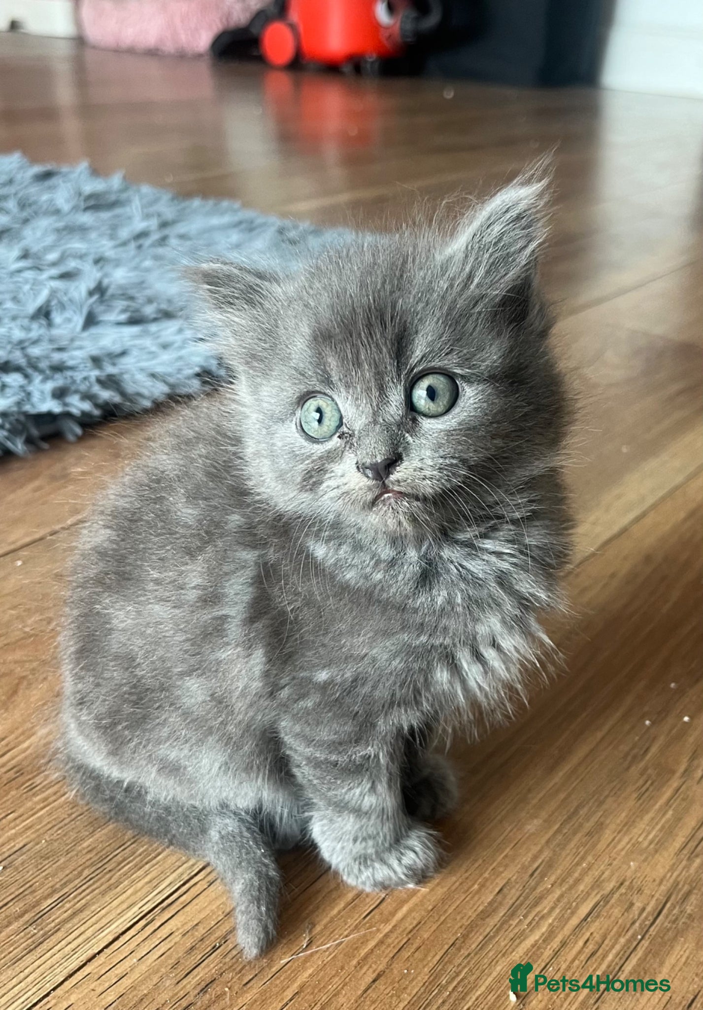 Ragdoll cats REDUCED 2 ragdoll kittens  - Advert 8