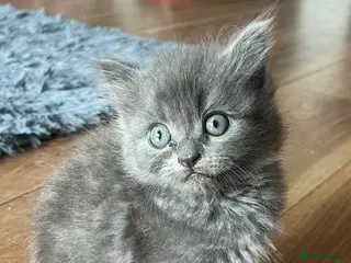 Ragdoll cats REDUCED 2 ragdoll kittens - Advert 8