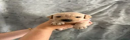 Labrador Retriever dogs for sale: Labrador Puppies Looking For Their Forever Homes  - Advert 6