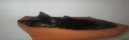 British Shorthair cats for sale: 🐾 Adorable, Playful Bonded Black Kittens🐾 - Advert 2