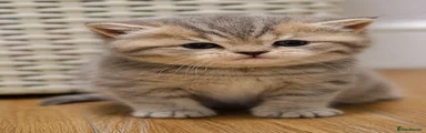 British Shorthair Kitten 3
