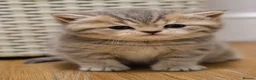 British Shorthair cats for sale: TICA/GCCF Adorable BSH/LH kittens  - Advert 6