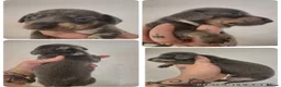 Miniature Dachshund dogs for sale:  PRA CLEAR MINIATURE DACHSHUND PUPPIES - Advert 5