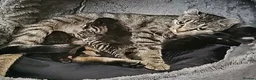Mixed Breed cats for sale: Sphynx cross kittens x6 - Advert 3