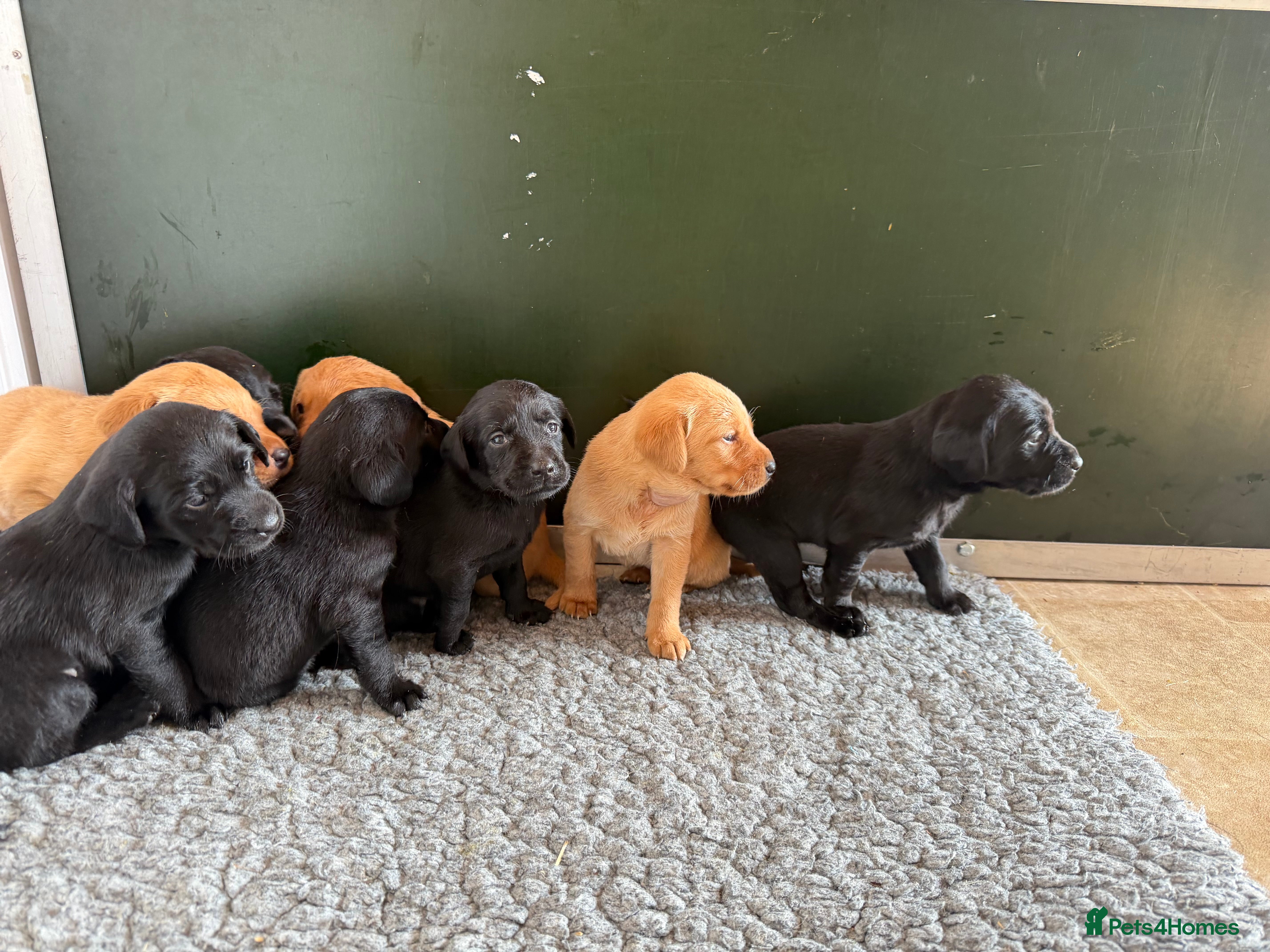 Labrador Retriever dogs Beautiful Litter of  Labrador puppies for sale - Advert 1