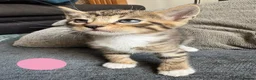 Bengal cats for sale: Beautiful Bengal Cross Kittens - Advert 19