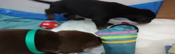Dobermann dogs for sale: Dobermann puppies - Advert 12