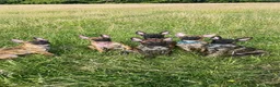 Belgian Shepherd Dog dogs for sale: Dutch Shepherd Puppies - Advert 4