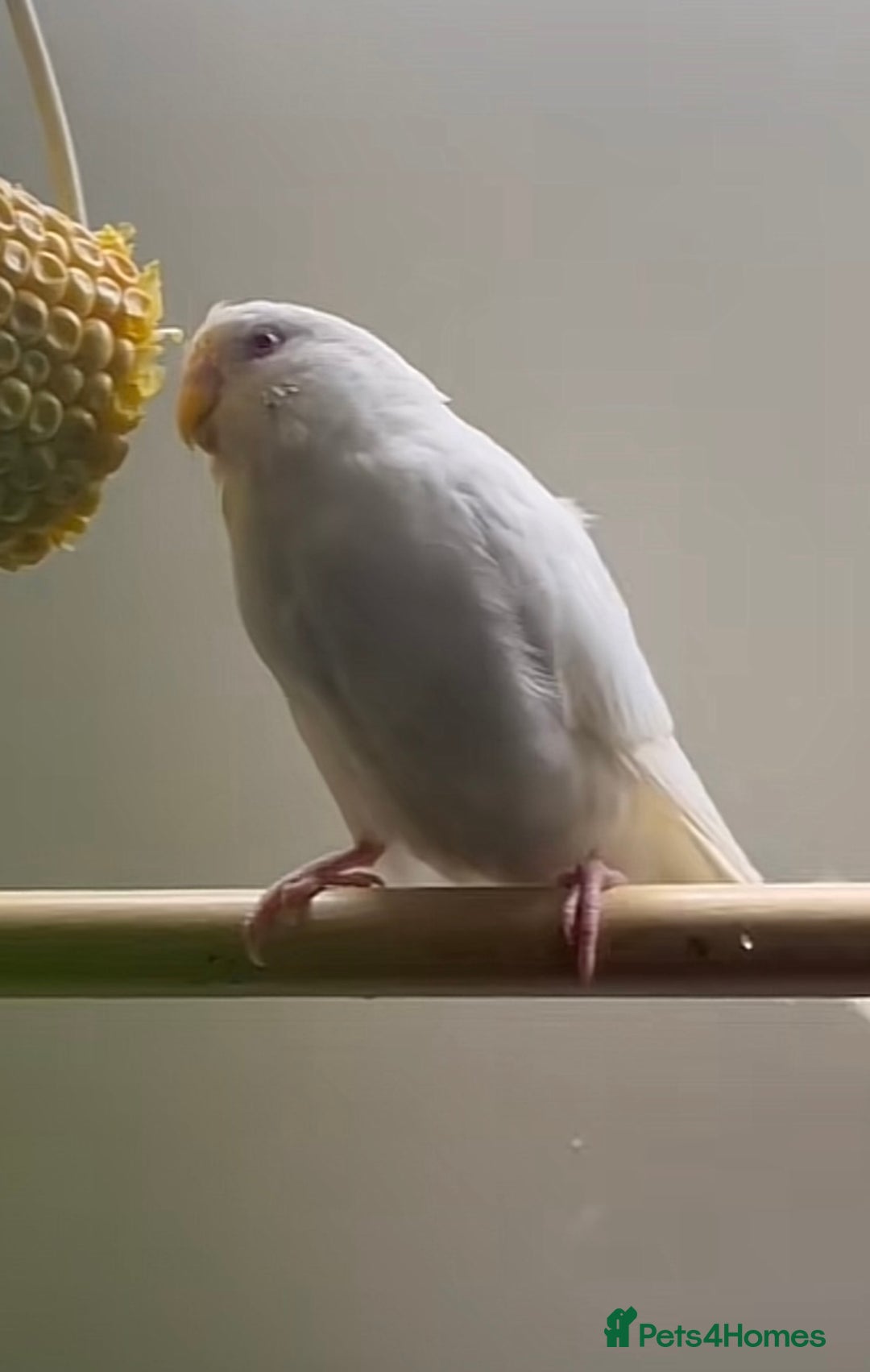 Budgerigars birds for sale: Budgies for sale  - Advert 12