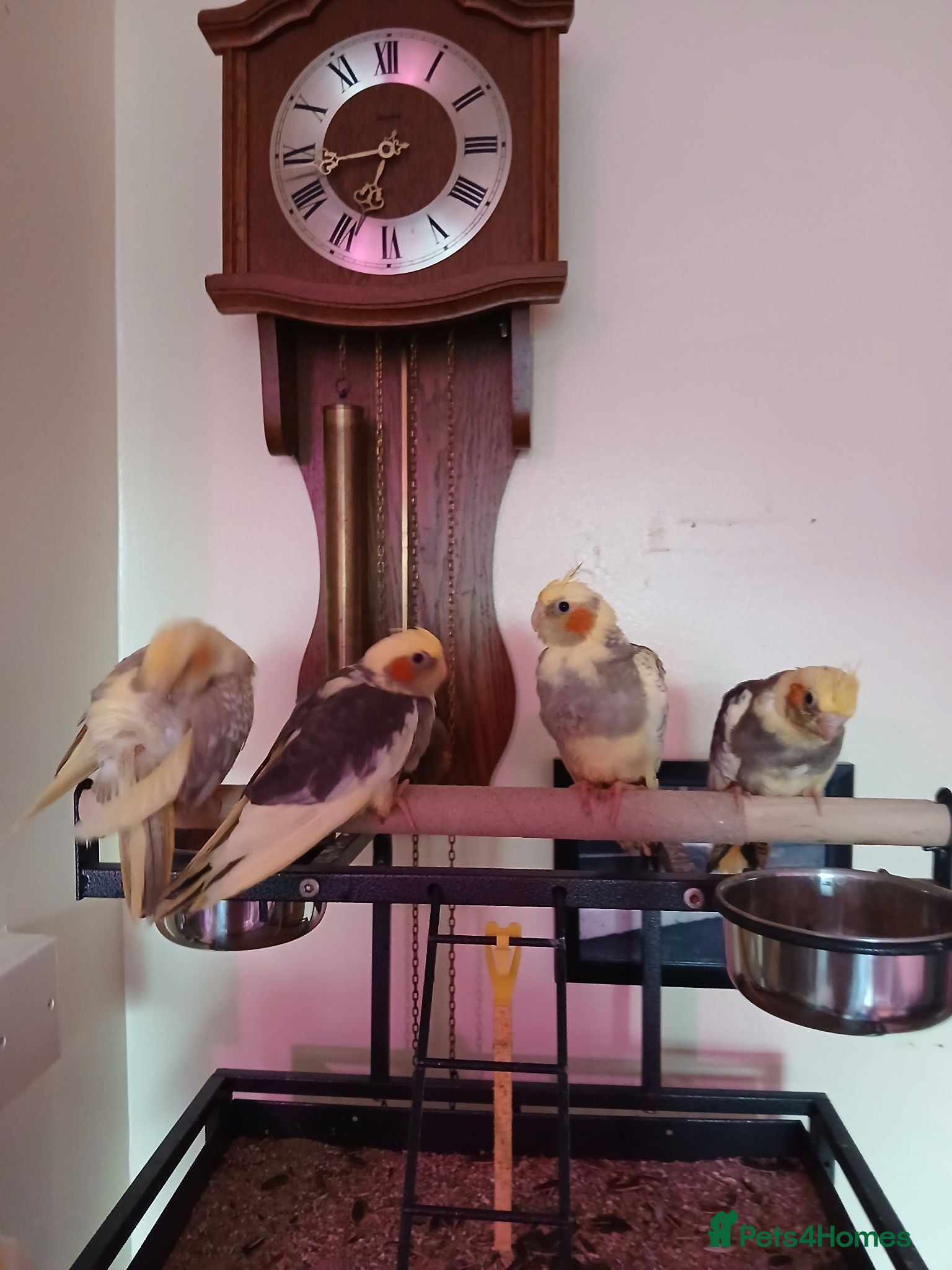 Cockatiels birds Bobby  - Advert 13