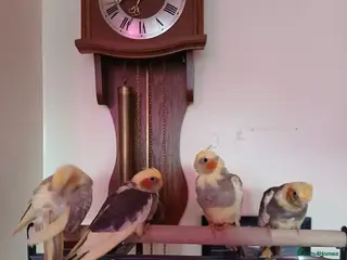 Cockatiels birds Bobby - Advert 13