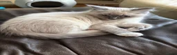 Ragdoll cats for sale: GCCF Registered Pedigree Ragdoll Kittens in Bristol - Advert 15