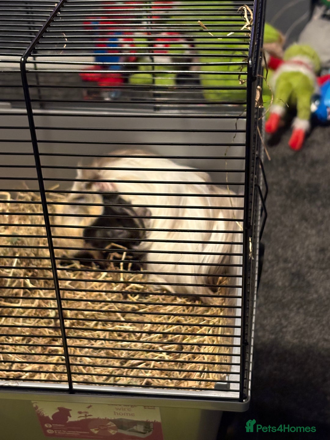 Guinea Pig rodents for sale: 2 guinea pigs - Advert 3