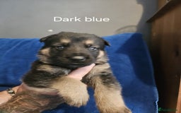 German Shepherd dogs for sale: Stunning German shepherd puppies  - Image 6